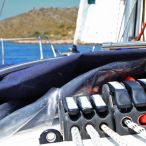 110522_Segeltoern_-_017.jpg