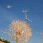110522_Segeltoern_-_113.jpg